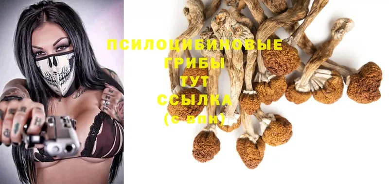 Псилоцибиновые грибы Psilocybine cubensis  Чебоксары 